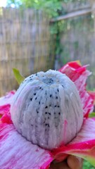 A partially peeled white dragon fruit reveals crisp white flesh with black seeds against vibrant pink skin, showcasing fresh textures and the essence of tropical healthy living