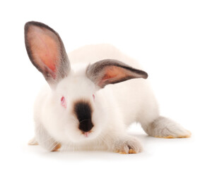 Obraz premium White rabbit isolated.