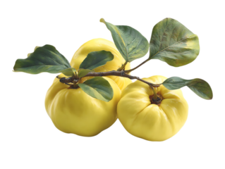 Quince Natural Remedy For Cold Relief