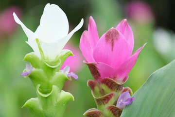 pink lotus flower