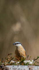 Eurasian nuthatch (Sitta europaea) eats seeds of sunflower