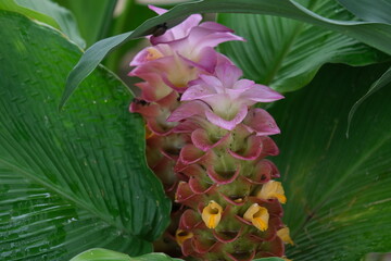 tropical flower in thailand