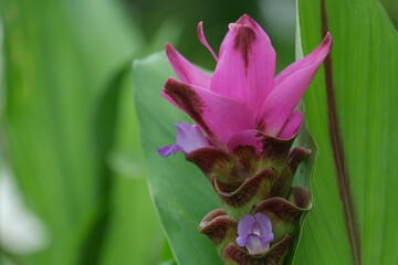 pink lotus flower