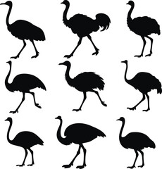 Obraz premium Ostrich silhouette bundle set vector with editable white background 