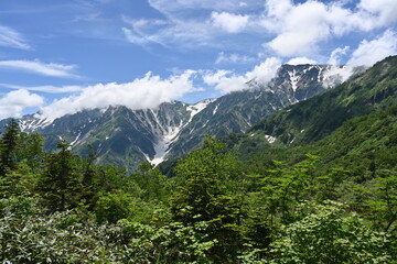 Obraz premium 夏の栂池自然園と残雪の白馬の山々／長野県