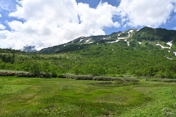 夏の栂池自然園と残雪の白馬の山々／長野県