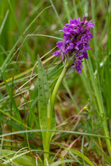 purple blooming broad-leaved orchid (dactylorhiza majalis) found in valley of river lech in austria