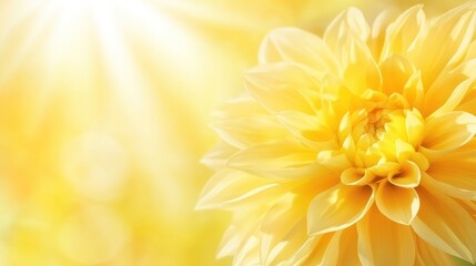 Close up yellow dahlia flower