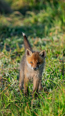 Baby Red Fox (Vulpes vulpes) looks at the camera