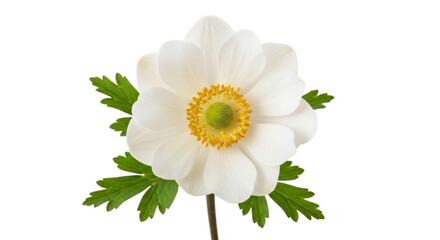 Delicate white anemone flower with green leaves isolated on transparent background