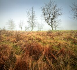 lonely tree in the field