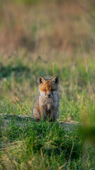Red Fox puppy (Vulpes vulpes) basking in the sun