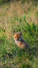 Cute Red Fox (Vulpes vulpes) near its den