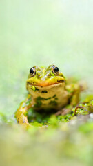 Pool Frog on the lookout on the shore of a pond among Duckweeds. Pelophylax lessonae, Lemna sp, Sologne, Loiret 45, région Centre Val de Loire, France, European Union, Europe