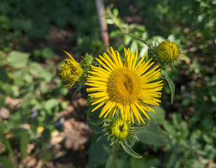 A bright yellow flower surrounded by unopened buds sparkles in the sun. Its numerous thin petals radiate from the center, creating an image of a sunny miracle among the green leaves