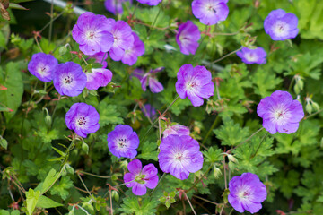 Geranium magnificum, purple cranesbill in the garden