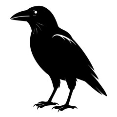Fototapeta premium crow on white background