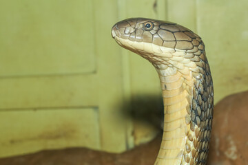 Close up head king cobra is dangerous snake at garden thailand