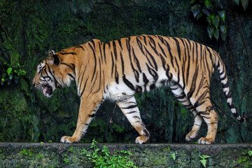 Obraz premium Close up Indochinese tiger is beautiful animal and dangerous