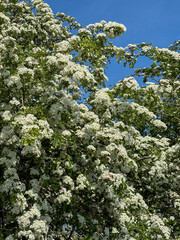 Hawthorn Hedge in flower in May, North Yorkshire, England, United Kingdom
