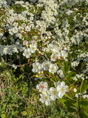 Hawthorn Hedge in flower in May, North Yorkshire, England, United Kingdom