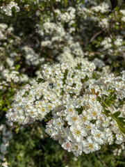Hawthorn Hedge in flower in May, North Yorkshire, England, United Kingdom