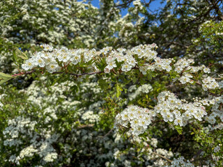 Fototapeta premium Hawthorn Hedge in flower in May, North Yorkshire, England, United Kingdom
