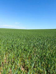 Crop of drought stressed wheat in a field in May, United Kingdom