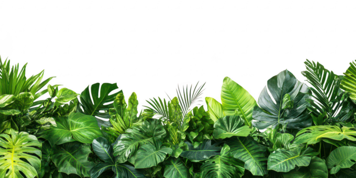 Lush green tropical foliage border on transparent png background
