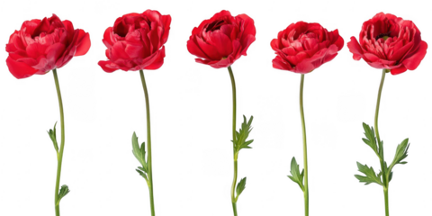 Five red flowers aligned in a row on transparent png background