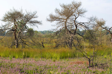 Heathland in National Park Maasduinen in the Netherlands