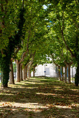 Chemin bordé d’arbres, créant une atmosphère naturelle et accueillante.