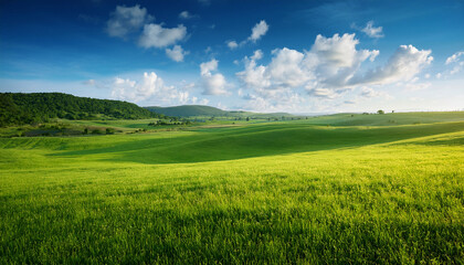 Fototapeta premium exploring a vast meadow nature landscape open field scenic view lush green grass