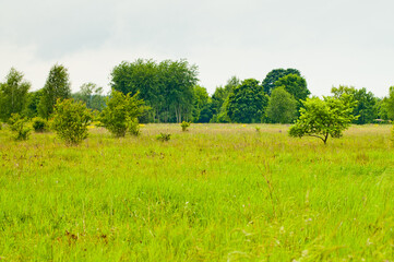 The photo shows a summer meadow, trees and a gray sky in the background