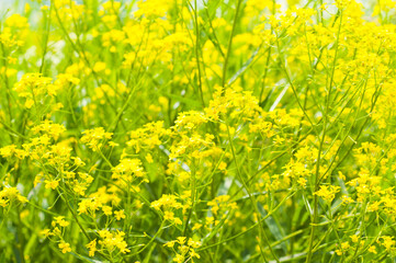 yellow green background, photo yellow meadow grass in summer against green grass background