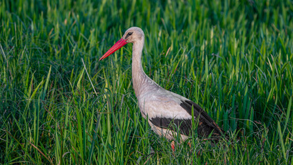 White stork (Ciconia ciconia) looking for food in the grass