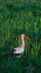 White stork (Ciconia ciconia) standing in the grass, looking for food near of pond