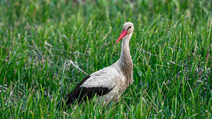 White stork (Ciconia ciconia) standing in the grass, looking for food near of pond