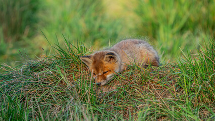 Baby Red Fox (Vulpes vulpes) sleeping on the grass near den