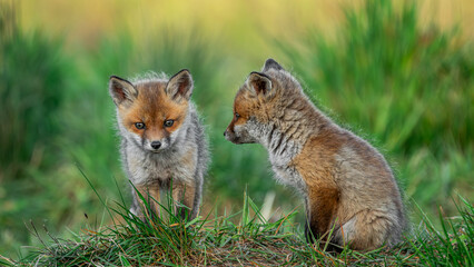 Baby Red Foxes (Vulpes vulpes) playing on green grass
