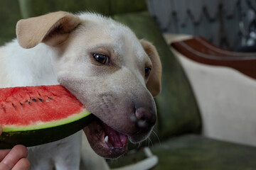 Vegetarian dog eating a slice of red watermelon on a green leather couch, soft focus close up with copy space