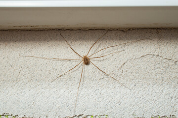 Harvestmen Spider-Sclerosomatidae-Leiobunum, on gray cement stucco corner, soft focus close up