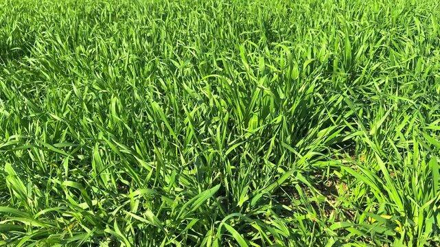 Green grass in a windy weather minimalistic background