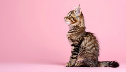 Fototapeta premium かわいい小猫の後ろ姿のポートレート