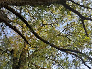 Tree branches on a blue sky background