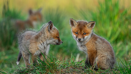 Red Fox cubs (Vulpes vulpes)