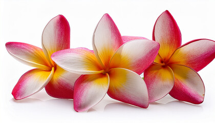 Fototapeta premium close up frangipani flowers isolated on white background