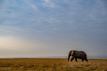 View of an elephant walking through sun-kissed golden grasses under a vast, pale blue sky, creating a serene African landscape, Kimana, Kajiado County, Kenya.