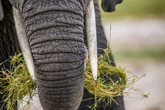 View of an elephant's textured trunk and tusks gripping a bundle of vibrant green grass, showcasing the raw beauty of wildlife, Kimana, Kajiado County, Kenya.
