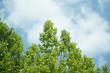 green grass and blue sky